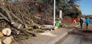 La Guida - Confreria, iniziato l’abbattimento degli alberi infettati con il tarlo asiatico