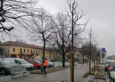 La Guida - Alberi piantati vicino alle scuole di Costigliole Saluzzo