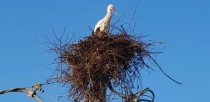 La Guida - Cicogne salvate dalla folgorazione