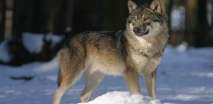 La Guida - Proteggere il bestiame dai lupi, nuove risorse dalla Regione