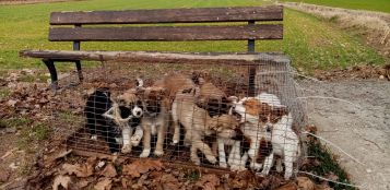 La Guida - Ritrovati a Margarita 12 cuccioli di cane abbandonati