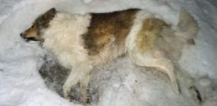 La Guida - Bellino, cane morto trovato vicino a casa. Avvelenato?
