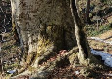 La Guida - Il grande faggio di Venasca candidato ad albero monumentale d’Italia