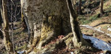 La Guida - Il grande faggio di Venasca candidato ad albero monumentale d’Italia