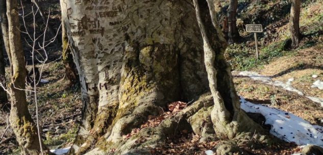 La Guida - Il grande faggio di Venasca candidato ad albero monumentale d’Italia