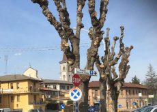 La Guida - A Borgo San Dalmazzo “sono rimasti dei totem non degli alberi!”