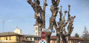 La Guida - A Borgo San Dalmazzo “sono rimasti dei totem non degli alberi!”