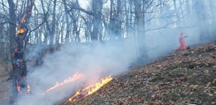 La Guida - Borgo, incendio boschivo sulla collina di Aradolo