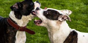 La Guida - Il suo cane contro persone e animali, donna condannata