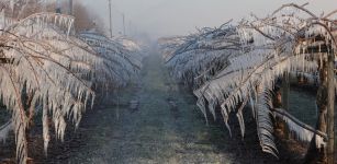 La Guida - Danni da gelo alle colture frutticole in alcune aree del Cuneese