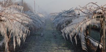 La Guida - Stato di calamità per le gelate di aprile, domande entro il 12 ottobre