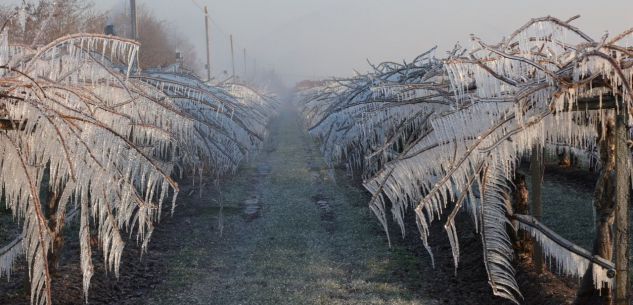 La Guida - Danni da gelo alle colture frutticole in alcune aree del Cuneese