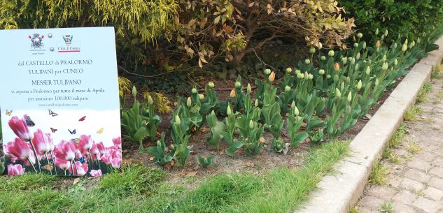 La Guida - Dal Castello di Pralormo tulipani per Cuneo