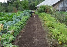 La Guida - L’orto agroecologico e buone pratiche per imparare a coltivare