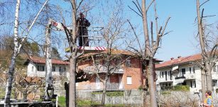 La Guida - A Dogliani potati gli alberi di via Generale Cappa