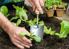 La Guida - Come fare l’orto 3, la semina o il trapianto
