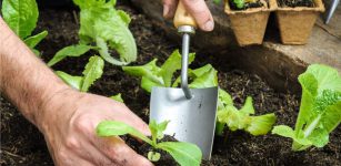 La Guida - Come fare l’orto 3, la semina o il trapianto