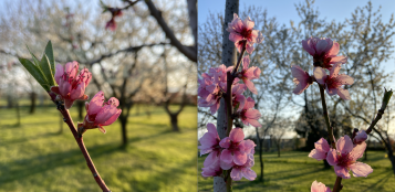 La Guida - Fruttinfiore, la passeggiata tra i frutteti fioriti è su web e in tv