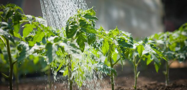 La Guida - Come fare l’orto 5, l’irrigazione