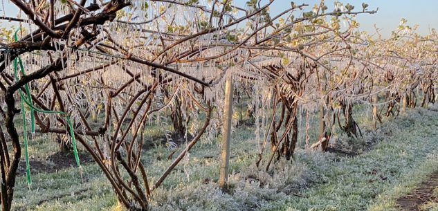 La Guida - Gelate, si teme un dimezzamento produttivo e si chiede lo stato di calamità