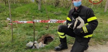 La Guida - Cucciolo di cane salvato dai pompieri