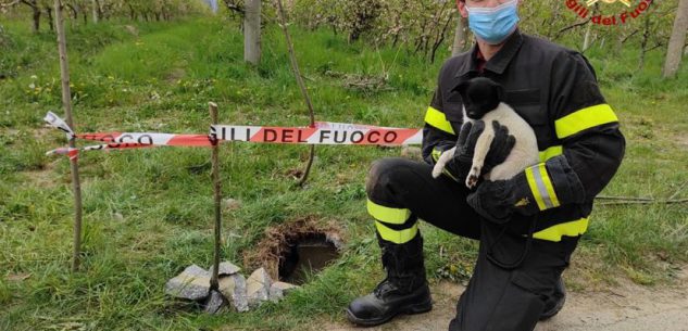 La Guida - Cucciolo di cane salvato dai pompieri