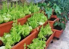 La Guida - L’orto sul balcone 2, piante da coltivare a disposizione