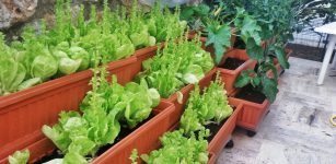 La Guida - L’orto sul balcone 2, piante da coltivare a disposizione