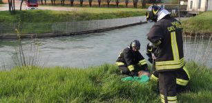 La Guida - Capriolo recuperato lungo l’argine di un canale