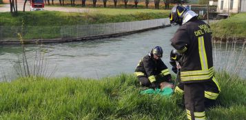 La Guida - Capriolo recuperato lungo l’argine di un canale