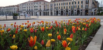 La Guida - Fioriti i tulipani nelle aiuole di Cuneo