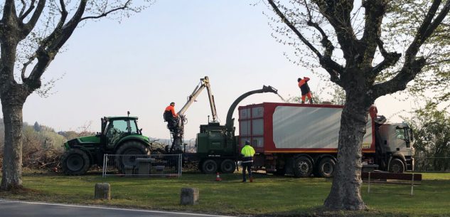 La Guida - Il tarlo asiatico continua a colpire