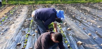 La Guida - Gli orti solidali dei minori in difficoltà