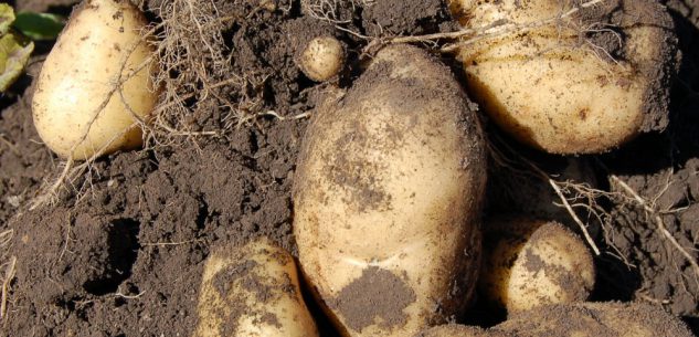 La Guida - Come fare l’orto, la patata