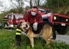 La Guida - Vigili del fuoco su un albero per salvare… un cane