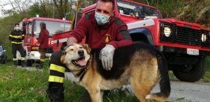 Vigili del fuoco su un albero per salvare… un cane La Guida - Vigili del fuoco su un albero per salvare… un cane