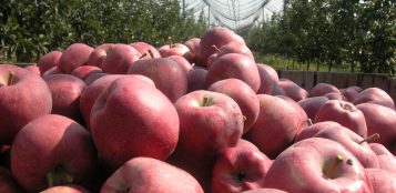 La Guida - Mela Rossa Igp, prodotto d’eccellenza del cuneese