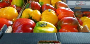 Peperone Cuneo, prodotto agroalimentare tradizionale La Guida - Peperone Cuneo, prodotto agroalimentare tradizionale