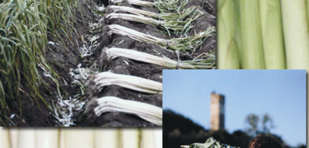 La Guida - Porro di Cervere, prodotto agroalimentare tradizionale del Piemonte