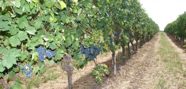 La Guida - Il progetto tra le colline Unesco “Ecolog” di trasporti e vendite