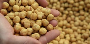 La nocciola Piemonte con Corilanga La Guida - La nocciola Piemonte con Corilanga