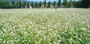 La Guida - Il grano saraceno, raddoppiata la superficie in provincia di Cuneo
