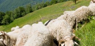 La Guida - Ecomuseo della pastorizia di Pontebernardo