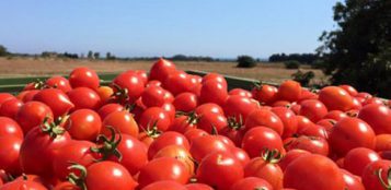 La Guida - Il pomodoro italiano in Gran Bretagna  dal campo allo stabilimento