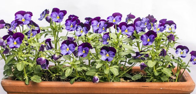 La Guida - Fiori per addobbare il balcone, la viola del pensiero