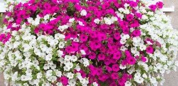 La Guida - Fiori per addobbare il balcone, la surfinia