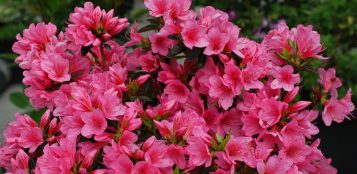 La Guida - Fiori per addobbare il balcone, l’azalea