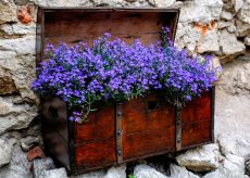 La Guida - Fiori per addobbare il balcone, la lobelia