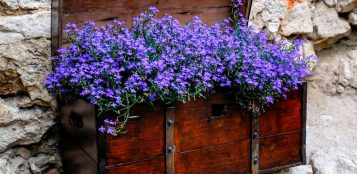 La Guida - Fiori per addobbare il balcone, la lobelia