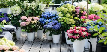 La Guida - Fiori per addobbare il balcone, l’ortensia